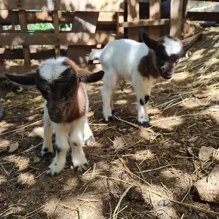 Cabayourte A La Mauvaise Herbe Barjols