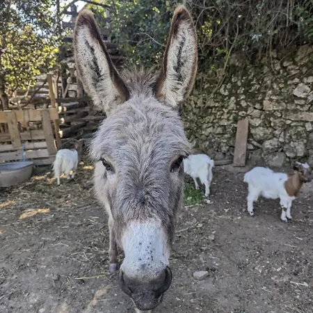 Cabayourte A La Mauvaise Herbe Chalet